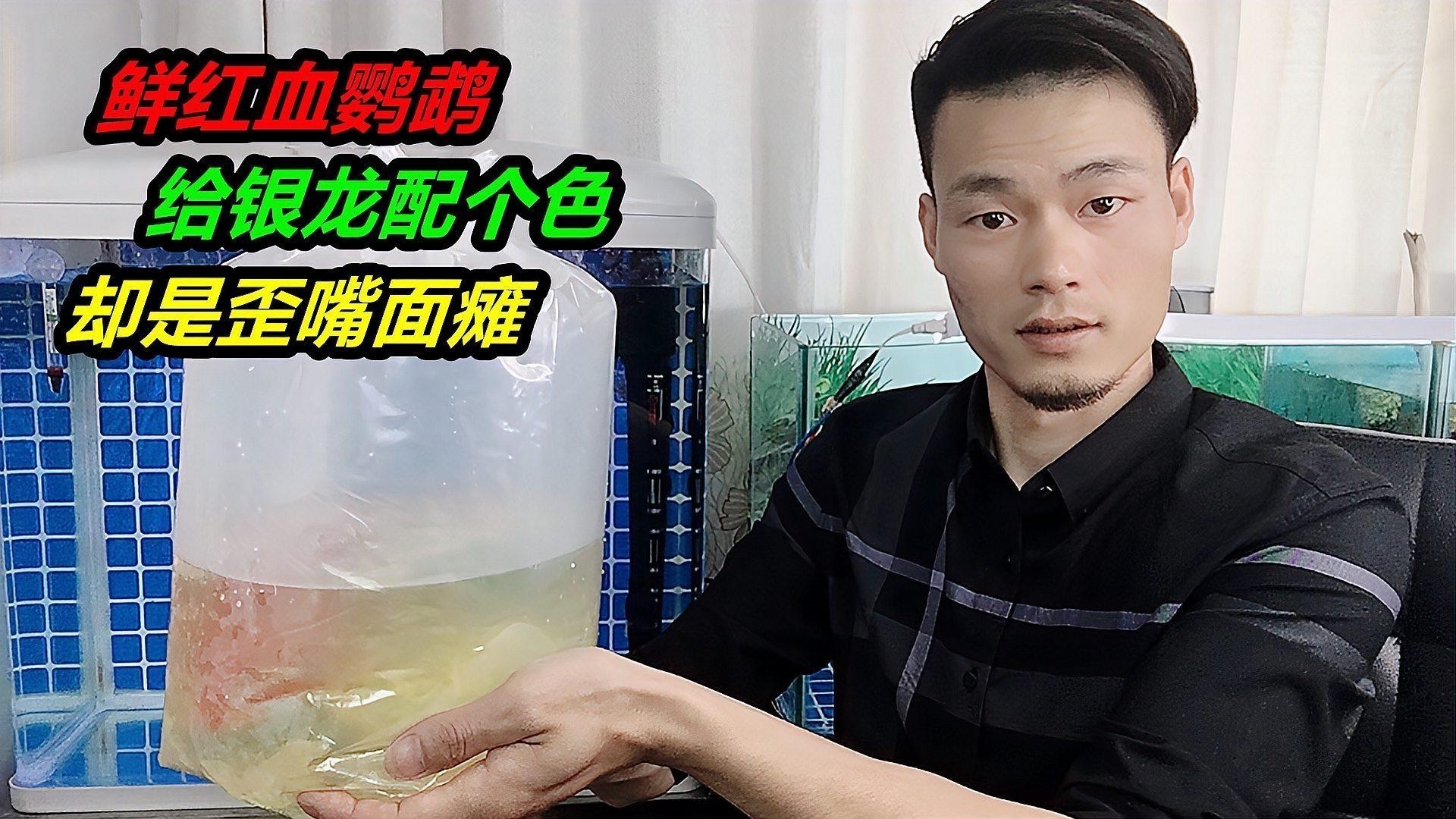 銀龍魚和金魚混養好不好