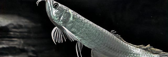 銀龍魚和金魚混養好不好