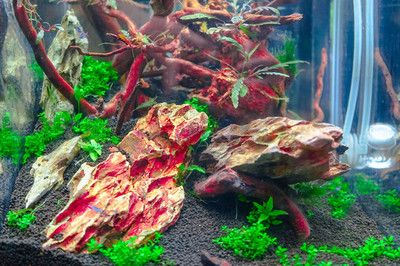 紅龍魚缸背景圖選擇哪種（關(guān)于紅龍魚缸背景圖選擇的建議）