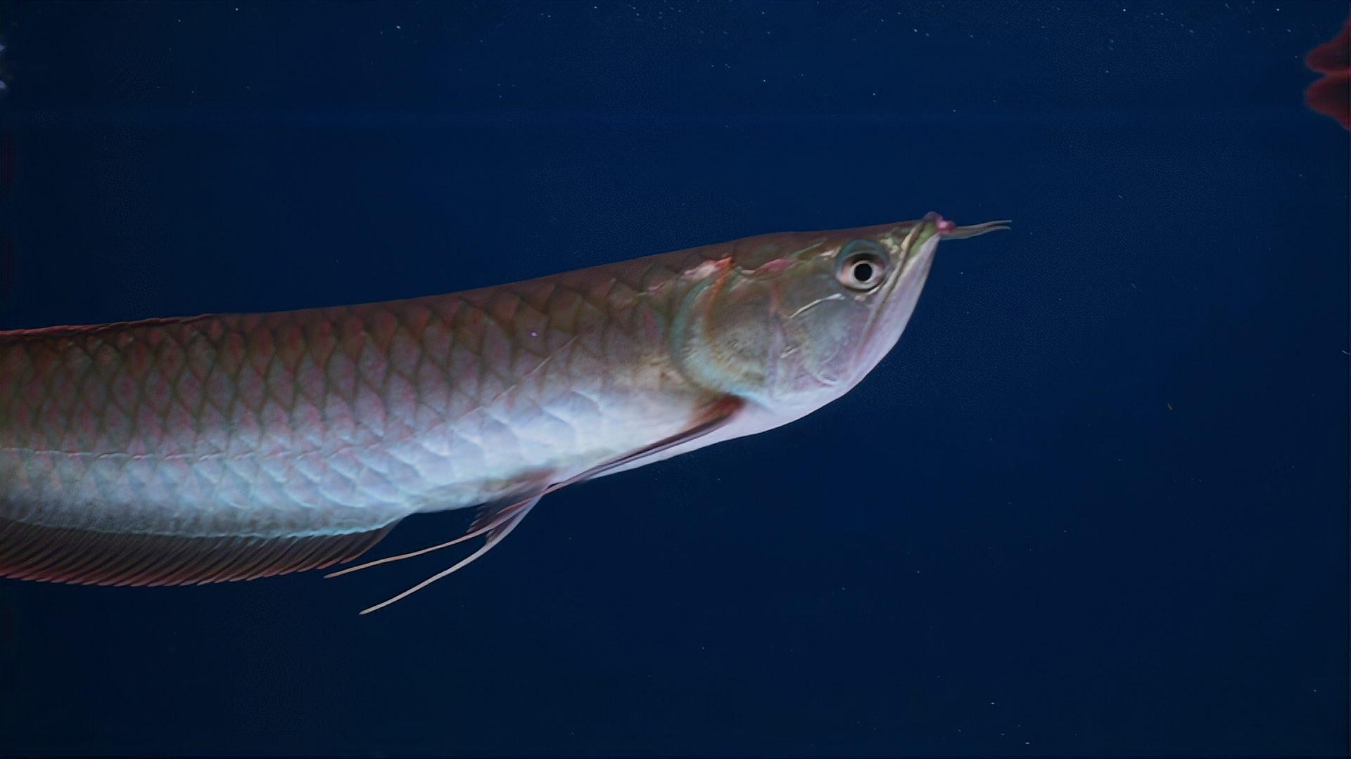 銀龍魚蒙眼病能自愈嗎？