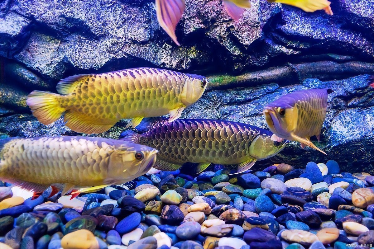 龍魚多久能長成成年魚