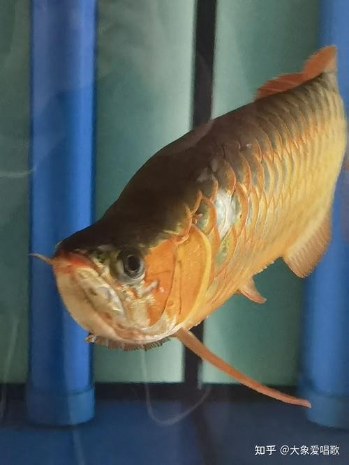 龍魚撞缸的原因有哪些圖片大全 龍魚撞缸的原因有哪些圖片大全 龍魚百科 第6張