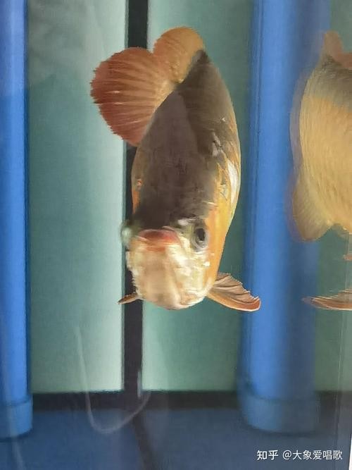 龍魚撞缸的原因有哪些圖片大全 龍魚撞缸的原因有哪些圖片大全 龍魚百科 第37張