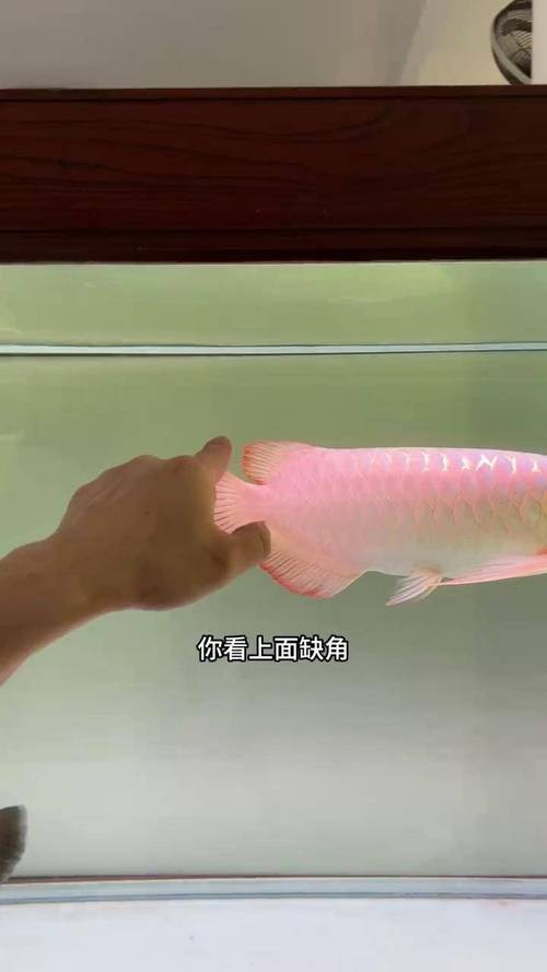 龍魚撞缸的原因有哪些圖片大全 龍魚撞缸的原因有哪些圖片大全 龍魚百科 第34張