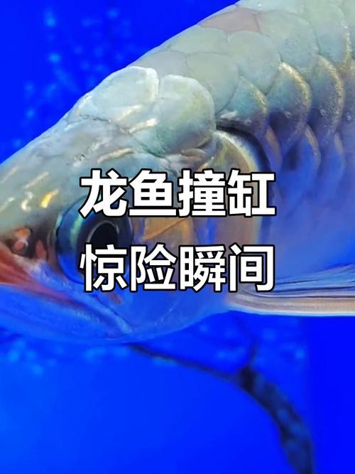 龍魚撞缸的原因有哪些圖片大全 龍魚撞缸的原因有哪些圖片大全 龍魚百科 第14張