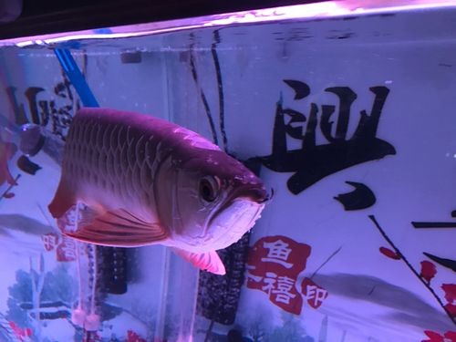 龍魚撞缸的原因有哪些圖片大全 龍魚撞缸的原因有哪些圖片大全 龍魚百科 第16張