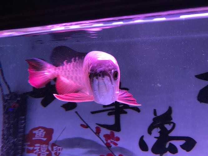 龍魚撞缸的原因有哪些圖片大全 龍魚撞缸的原因有哪些圖片大全 龍魚百科 第22張