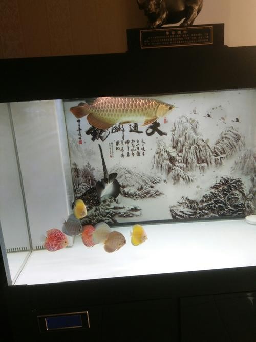 龍魚撞缸的原因有哪些圖片大全 龍魚撞缸的原因有哪些圖片大全 龍魚百科 第13張