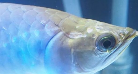 龍魚撞缸的原因有哪些圖片大全 龍魚撞缸的原因有哪些圖片大全 龍魚百科 第23張