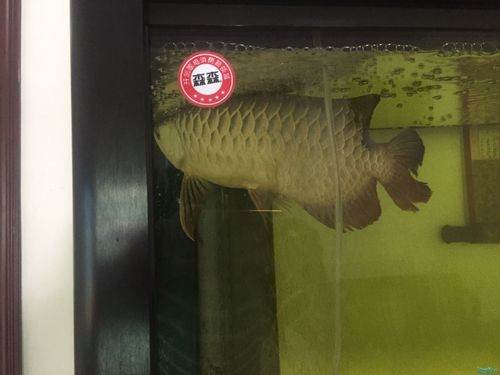 龍魚撞缸的原因有哪些圖片大全 龍魚撞缸的原因有哪些圖片大全 龍魚百科 第20張