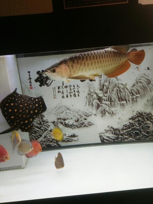 龍魚撞缸的原因有哪些圖片大全 龍魚撞缸的原因有哪些圖片大全 龍魚百科 第19張