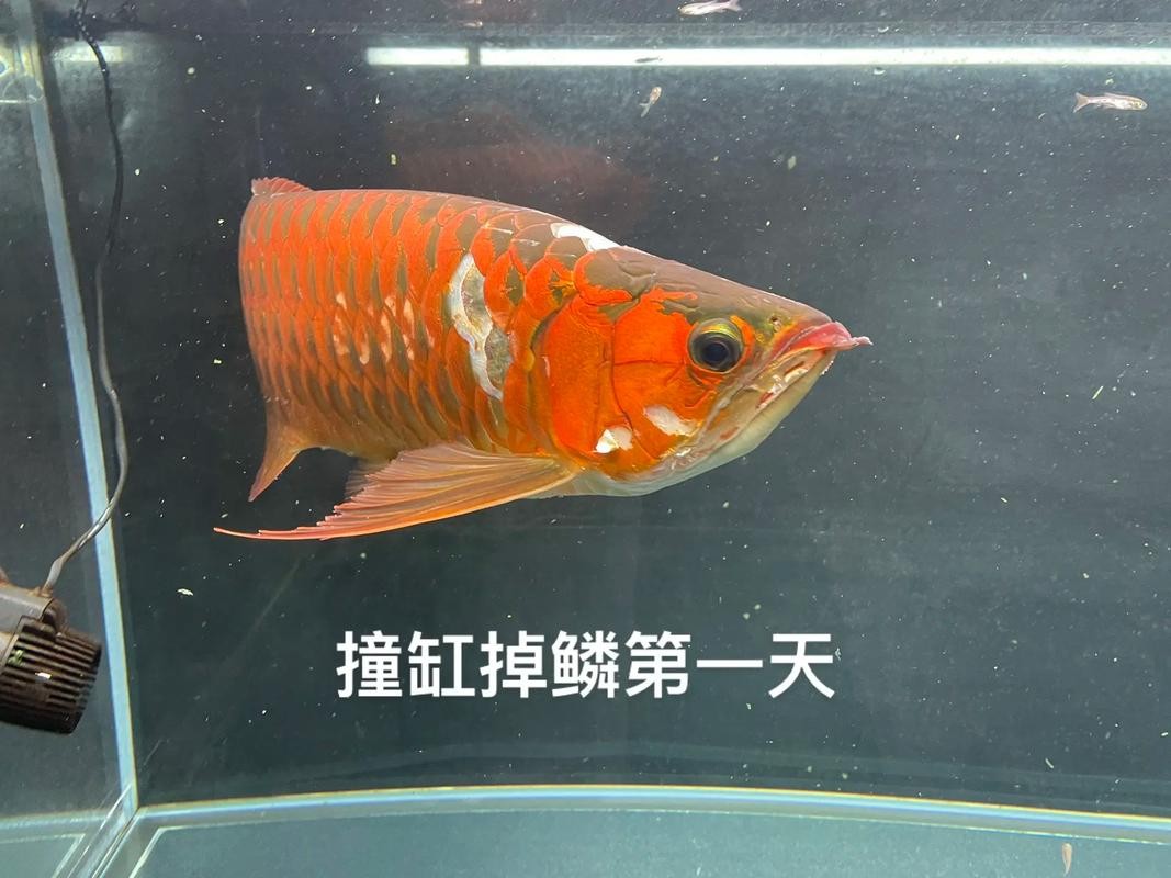 龍魚撞缸的原因有哪些圖片大全