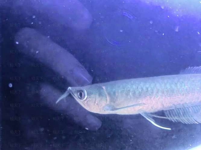 龍魚撞缸的原因有哪些圖片大全 龍魚撞缸的原因有哪些圖片大全 龍魚百科 第15張