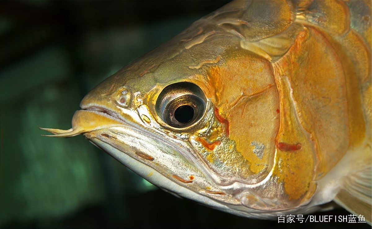 龍魚(yú)背高起來(lái)是怎么回事啊 龍魚(yú)背高起來(lái)是怎么回事啊 龍魚(yú)百科 第12張