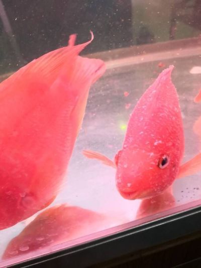 龍魚白毛病怎么引起的：金龍魚白毛病怎么治療龍魚白毛病的預防和治療方法 龍魚白毛病怎么引起的：金龍魚白毛病怎么治療龍魚白毛病的預防和治療方法 龍魚百科 第11張