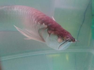 龍魚白毛病怎么引起的：金龍魚白毛病怎么治療龍魚白毛病的預防和治療方法 龍魚白毛病怎么引起的：金龍魚白毛病怎么治療龍魚白毛病的預防和治療方法 龍魚百科 第2張