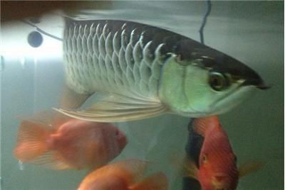 龍魚白毛病怎么引起的：金龍魚白毛病怎么治療龍魚白毛病的預防和治療方法 龍魚白毛病怎么引起的：金龍魚白毛病怎么治療龍魚白毛病的預防和治療方法 龍魚百科 第3張