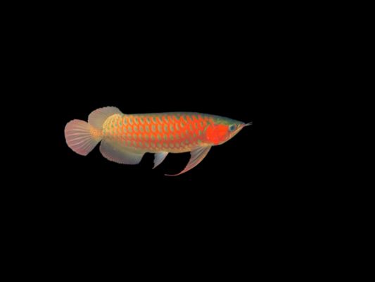 全國最大的龍魚網(wǎng)（全國最大的龍魚網(wǎng)——龍魚之巔）