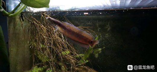 龍魚和雷龍魚哪個好養一點兒：龍魚和雷龍魚哪個更好養