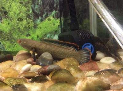 龍魚和雷龍魚哪個好養一點兒：龍魚和雷龍魚哪個更好養 龍魚和雷龍魚哪個好養一點兒：龍魚和雷龍魚哪個更好養 龍魚百科 第4張