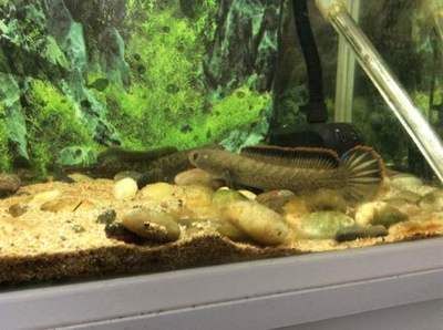 龍魚和雷龍魚哪個好養一點兒：龍魚和雷龍魚哪個更好養