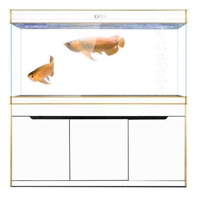 龍魚缸過濾系統：龍魚缸生物濾材選擇指南