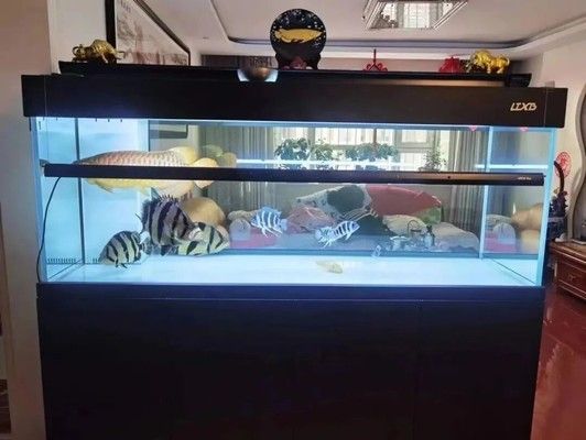 龍魚缸過濾系統：龍魚缸生物濾材選擇指南