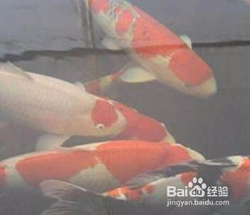 錦鯉怎么分辨公母 錦鯉怎么分辨公母 龍魚百科 第4張