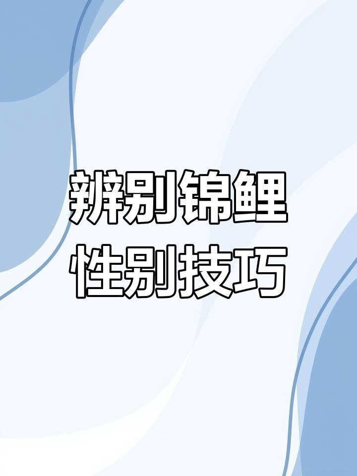錦鯉怎么分辨公母 錦鯉怎么分辨公母 龍魚百科 第9張