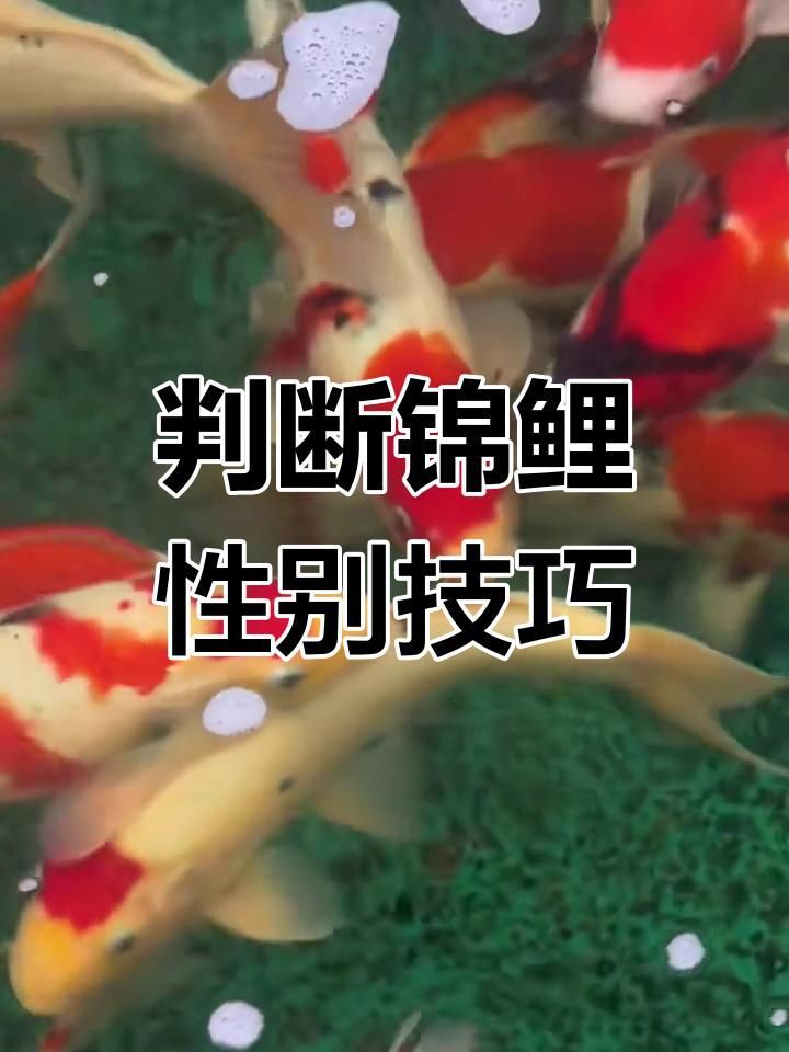 錦鯉怎么分辨公母 錦鯉怎么分辨公母 龍魚百科 第8張