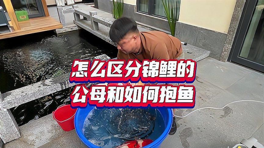 錦鯉怎么分辨公母 錦鯉怎么分辨公母 龍魚百科 第10張