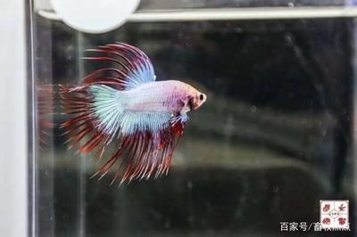 孔雀龍魚品種（孔雀龍魚養護技巧分享）