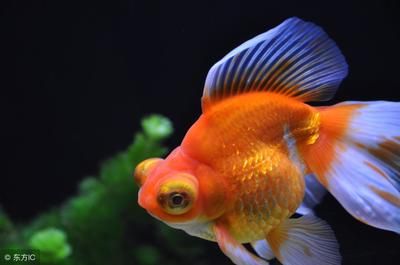 孔雀龍魚品種（孔雀龍魚養護技巧分享）