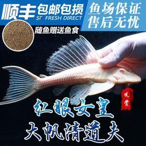 龍魚不想養了可以送人嗎：不再想養龍魚，但需要注意一些事項以確保龍魚得到妥善照顧