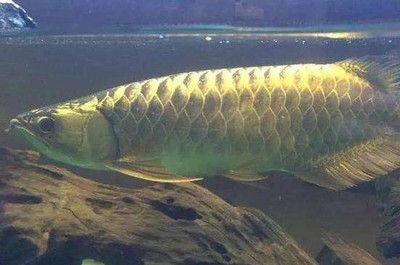 龍魚為什么要掉眼睛：龍魚為什么會掉眼？