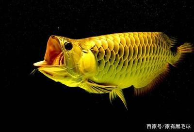 龍魚為什么要掉眼睛：龍魚為什么會掉眼？