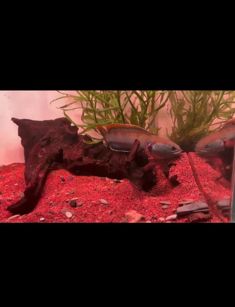 如何改善鬼王雷龍的互動性？