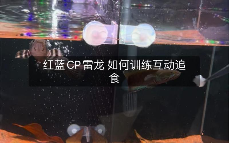 如何改善鬼王雷龍的互動性？