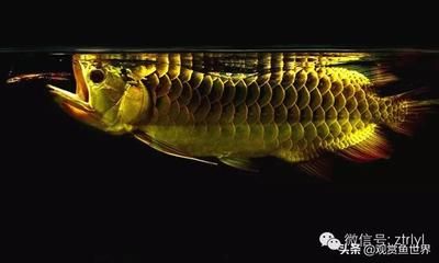 金龍魚的簡(jiǎn)介怎么寫好：金龍魚品牌介紹金龍魚品牌介紹金龍魚品牌介紹