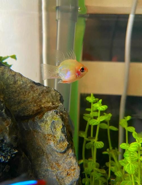 銀龍魚疾病大全圖片