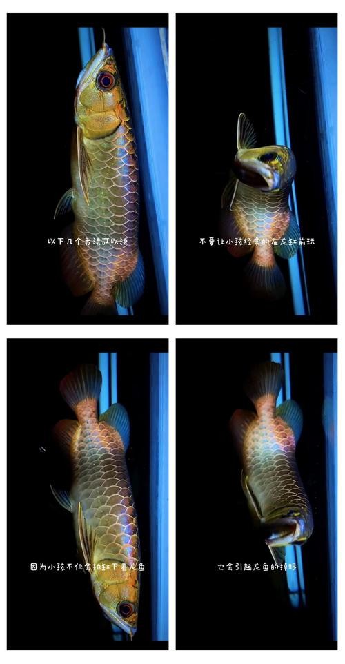 銀龍魚疾病大全圖片