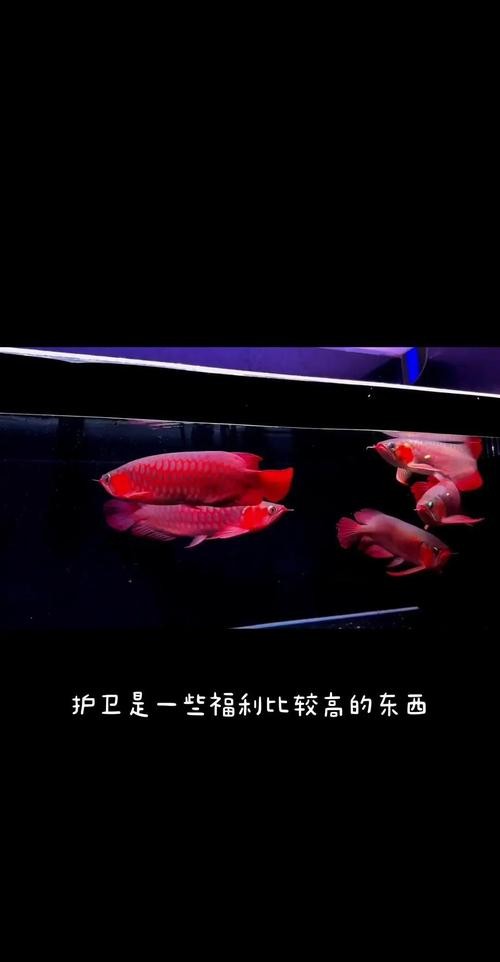 銀龍魚疾病大全圖片