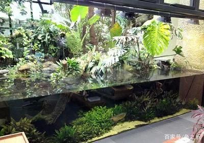養(yǎng)龍魚(yú)需要造景嗎為什么：n草缸養(yǎng)龍魚(yú)的注意事項(xiàng)n草缸養(yǎng)龍魚(yú)的注意事項(xiàng)