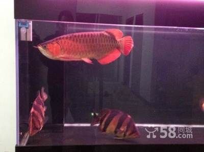 龍魚長到40厘米需要多久（龍魚長到40厘米需要多久龍魚長到40厘米所需的時間） 龍魚長到40厘米需要多久（龍魚長到40厘米需要多久龍魚長到40厘米所需的時間） 龍魚百科 第3張