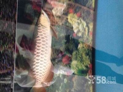 龍魚長到40厘米需要多久（龍魚長到40厘米需要多久龍魚長到40厘米所需的時間） 龍魚長到40厘米需要多久（龍魚長到40厘米需要多久龍魚長到40厘米所需的時間） 龍魚百科 第2張