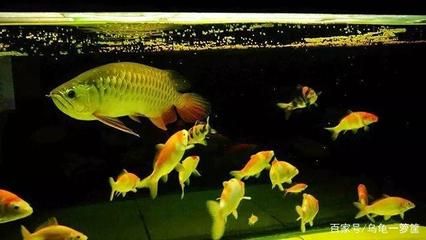 龍魚長到40厘米需要多久（龍魚長到40厘米需要多久龍魚長到40厘米所需的時間） 龍魚長到40厘米需要多久（龍魚長到40厘米需要多久龍魚長到40厘米所需的時間） 龍魚百科 第5張