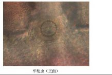 如何判斷龍魚鰓蓋損傷是否感染？