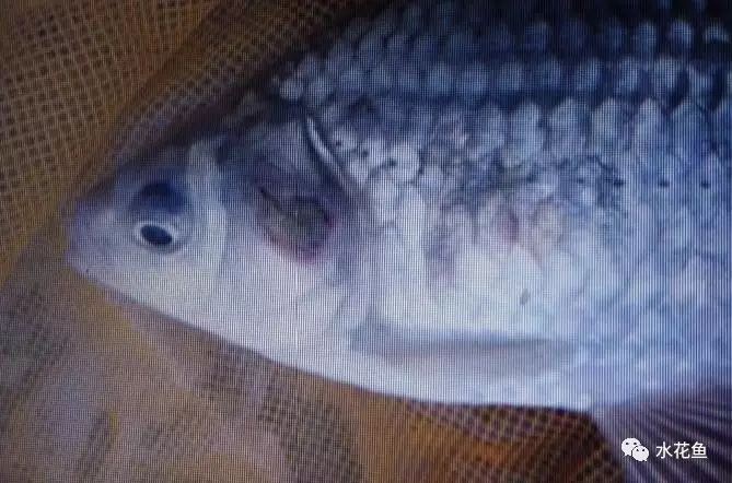 如何判斷龍魚鰓蓋損傷是否感染？