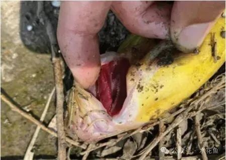 如何判斷龍魚鰓蓋損傷是否感染？