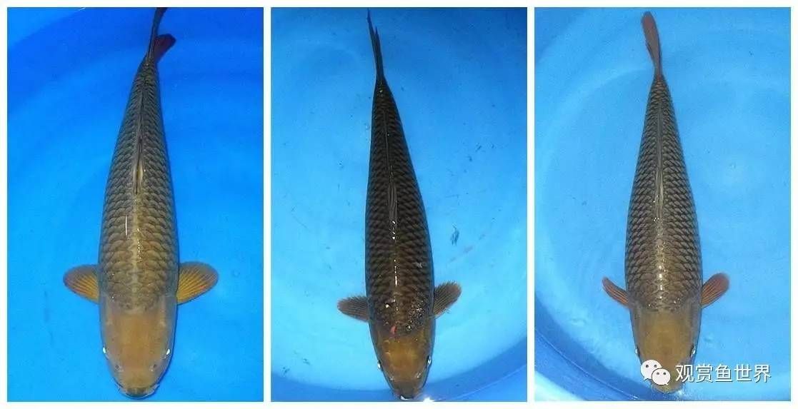 龍魚鱗變黑：龍魚鱗片發黑怎么辦